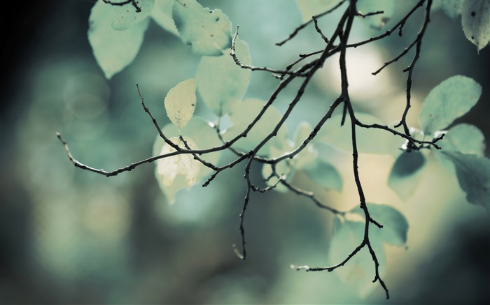 Ветки, листья, боке обои,s изображение
