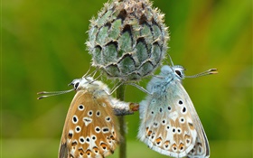 Две бабочки, растения, зеленый фон HD обои