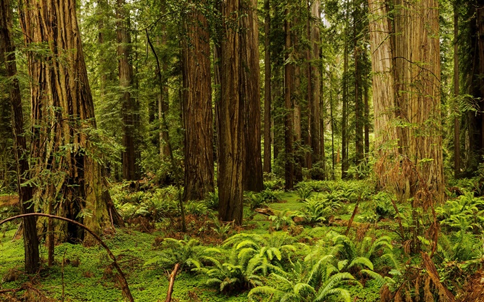 США, Калифорния, Редвуд, лес, деревья обои,s изображение