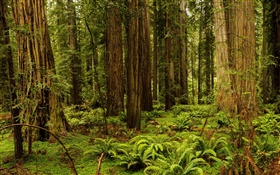 США, Калифорния, Редвуд, лес, деревья HD обои