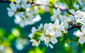 Белые цветы яблони, весна, солнечный