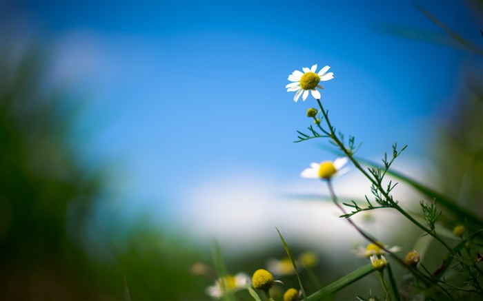 Белая ромашка, цветок, голубое небо, размыто фон обои,s изображение