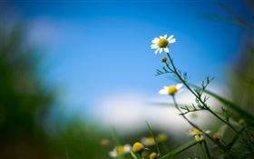 Белая ромашка, цветок, голубое небо, размыто фон