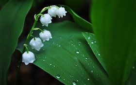 Белые цветы, зеленые листья, капли воды