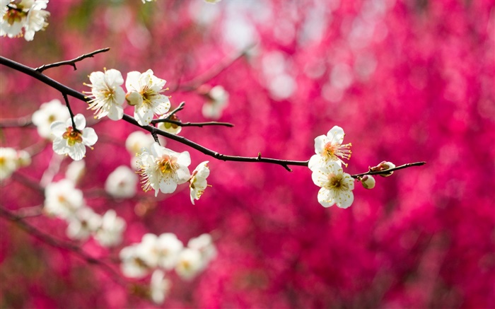 Белые сливы цветут цветы, веточки, весна, красный фон обои,s изображение