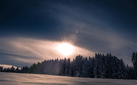 Зима, снег, лес, деревья, закат HD обои