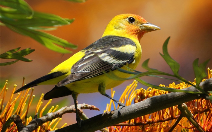 Желтые черные перья птиц, клюв, ветви, листья обои,s изображение