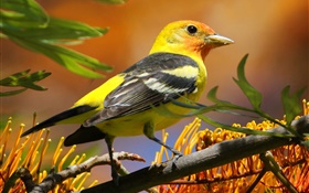 Желтые черные перья птиц, клюв, ветви, листья HD обои
