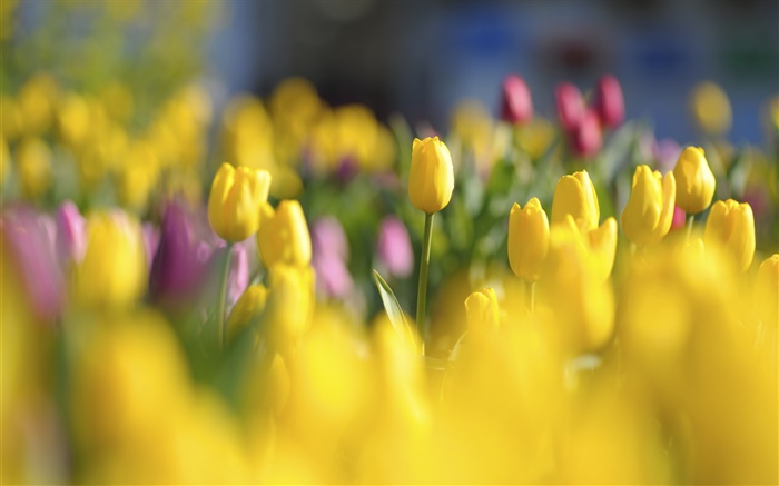 Желтые тюльпаны, цветы, весна, размытость обои,s изображение