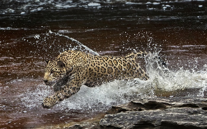 река Амазония, хищник, ягуар работает в воде обои,s изображение