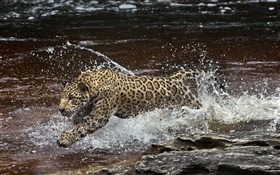 река Амазония, хищник, ягуар работает в воде HD обои