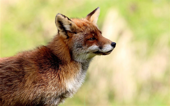 Животные крупным планом, боковой вид лисы, размытие фона обои,s изображение