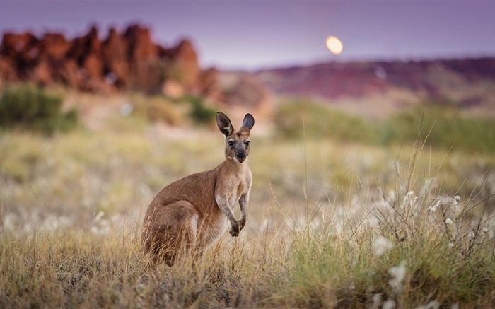 Австралия, кенгуру, трава обои,s изображение