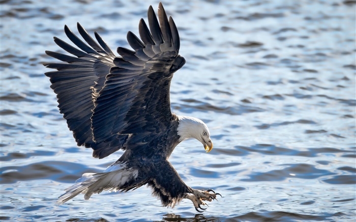 Белоголовый орлан летит, крылья, рыбалка, водные обои,s изображение