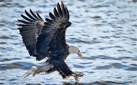 Белоголовый орлан летит, крылья, рыбалка, водные HD обои