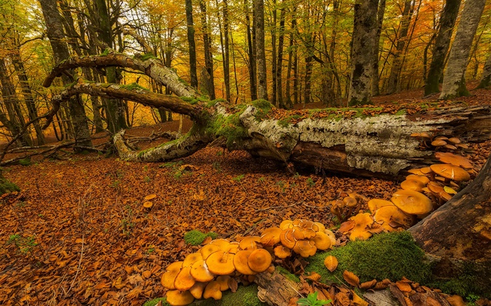 Страна Басков, Испания, лес, деревья, грибы, осень обои,s изображение
