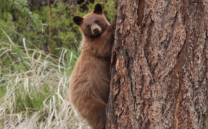 Медведь восхождение дерево обои,s изображение