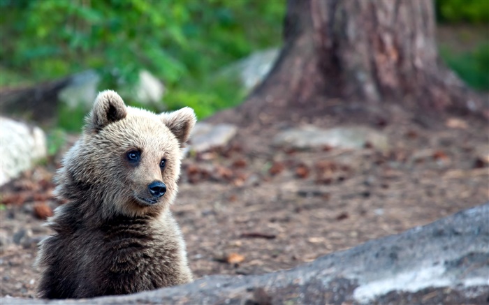Медведь в летнее время, боке обои,s изображение