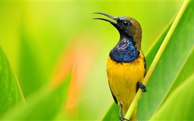 Птица крупным планом, голубые желтые перья, зеленый фон HD обои