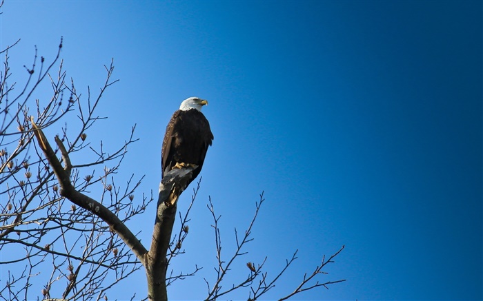 Птицы, орел в дерево, голубое небо обои,s изображение
