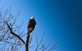 Птицы, орел в дерево, голубое небо HD обои