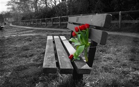 Черно-белое фото, скамейки, красный тюльпан цветы