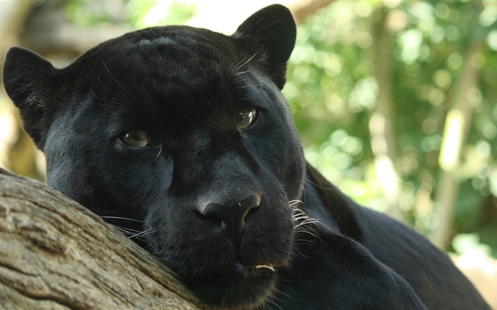 Черная пантера отдых, боке обои,s изображение