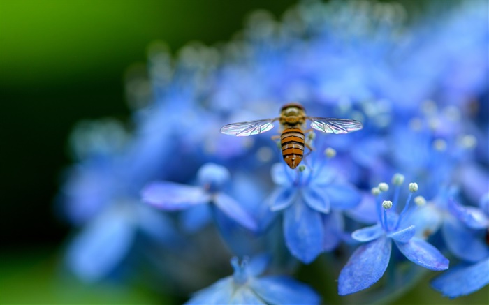 Синие цветы гортензии, насекомое, пчела обои,s изображение