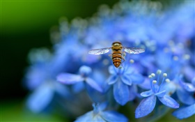 Синие цветы гортензии, насекомое, пчела