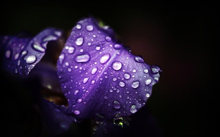 Синие фиолетовые цветы, лепестки, капли воды, черный фон обои,s изображение