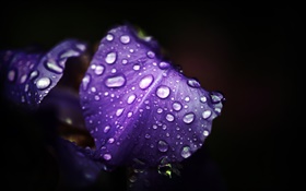 Синие фиолетовые цветы, лепестки, капли воды, черный фон