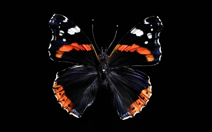 Бабочка красивые крылья, черный фон обои,s изображение