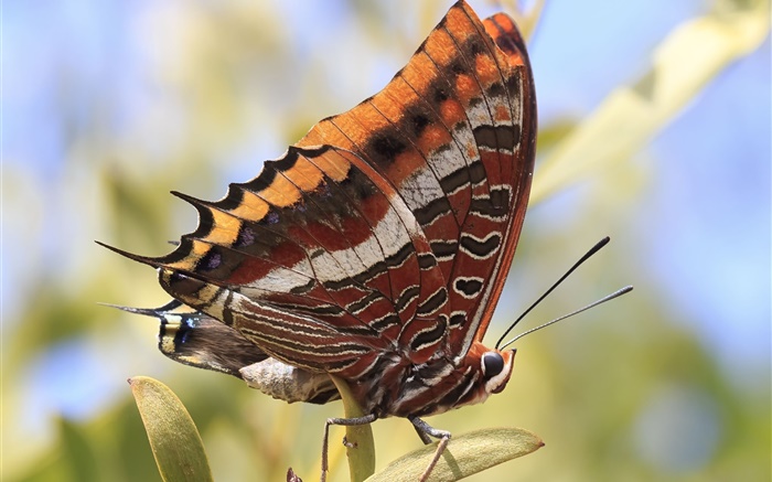 Бабочка крупным планом, насекомое обои,s изображение
