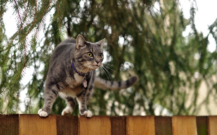 Кошка стоя на заборе верхней части, боке обои,s изображение
