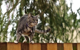 Кошка стоя на заборе верхней части, боке HD обои