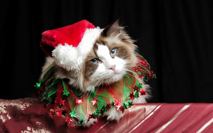 Рождество кошка, шляпа обои,s изображение