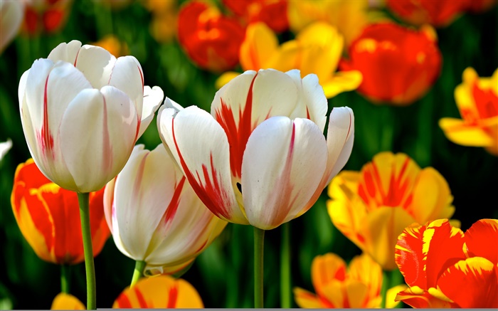 Красочные лепестки, белый красный оранжевый, тюльпаны, цветы обои,s изображение