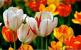 Красочные лепестки, белый красный оранжевый, тюльпаны, цветы HD обои