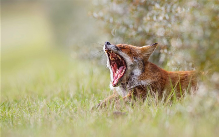Симпатичные лиса зевота, утро, трава, боке обои,s изображение
