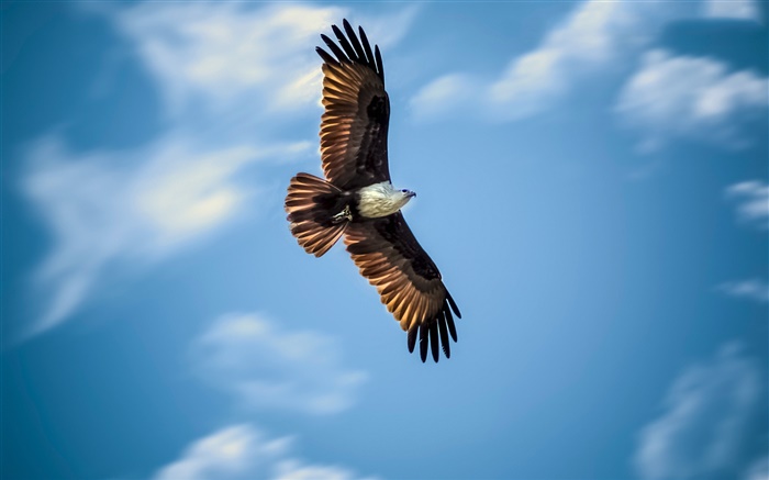 Орел летит, голубое небо, крылья обои,s изображение
