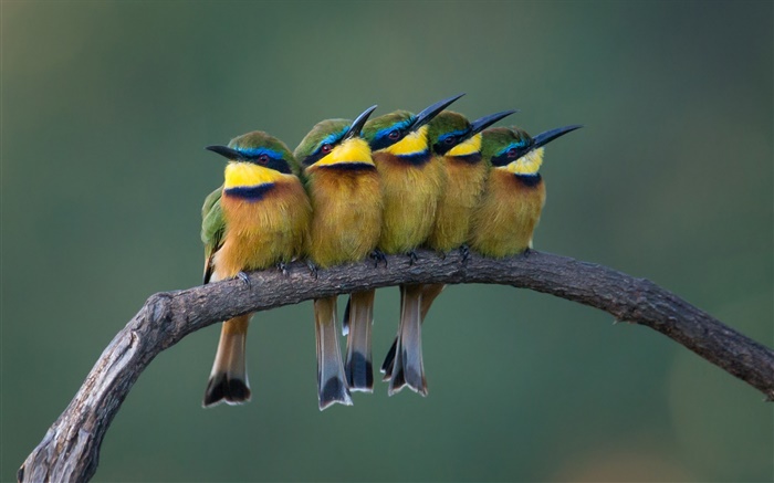 Пять милые птицы стоят на ветке дерева обои,s изображение
