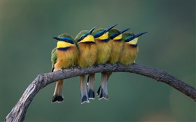 Пять милые птицы стоят на ветке дерева