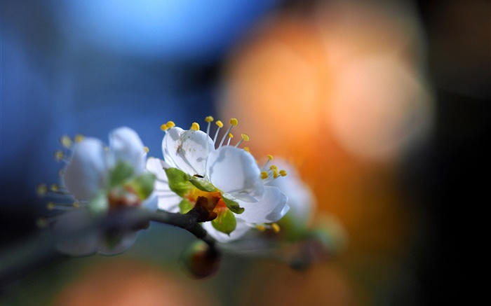Цветы в саду, белые лепестки, вспышка, весна, боке обои,s изображение