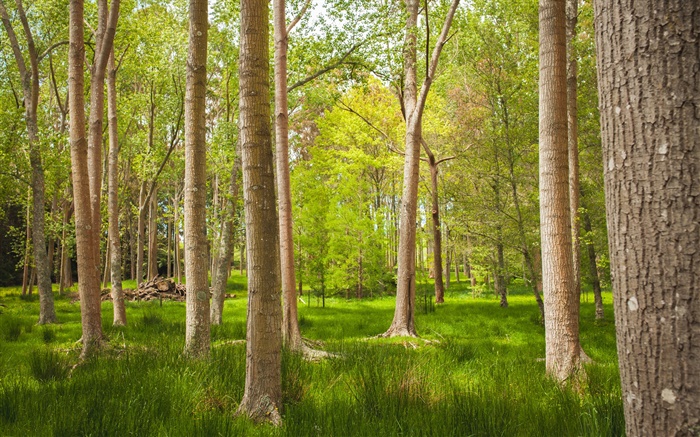 Лес, деревья, трава, лето обои,s изображение