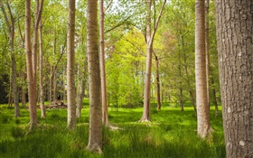 Лес, деревья, трава, лето HD обои