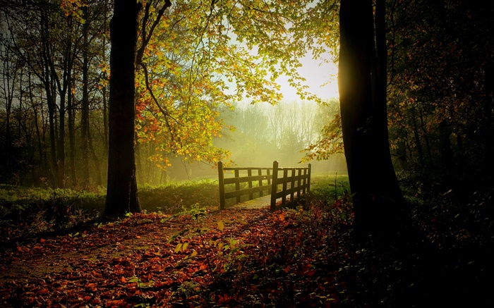 Лес, деревья, листья, путь, мост, солнечный свет, туман обои,s изображение