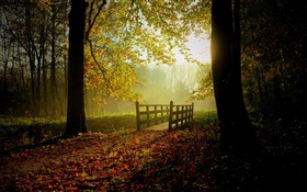 Лес, деревья, листья, путь, мост, солнечный свет, туман HD обои