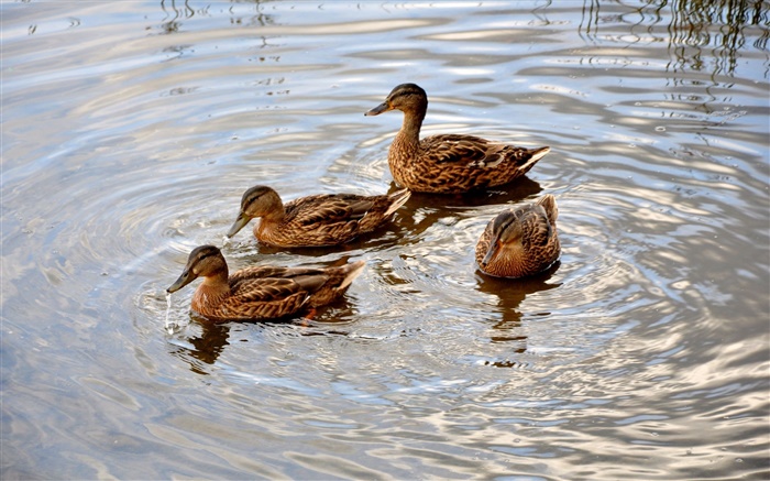 Четыре утки в пруду, вода, волны обои,s изображение