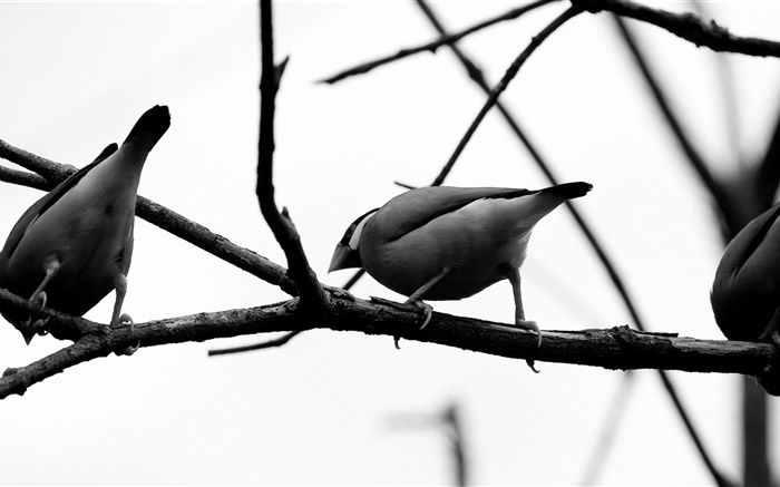Серые птицы, ветви дерева обои,s изображение