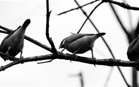 Серые птицы, ветви дерева HD обои